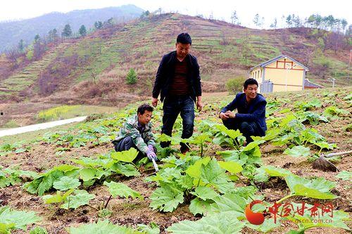 康县店子乡网红吃瓜事件,一场网络狂欢背后的争议与反思